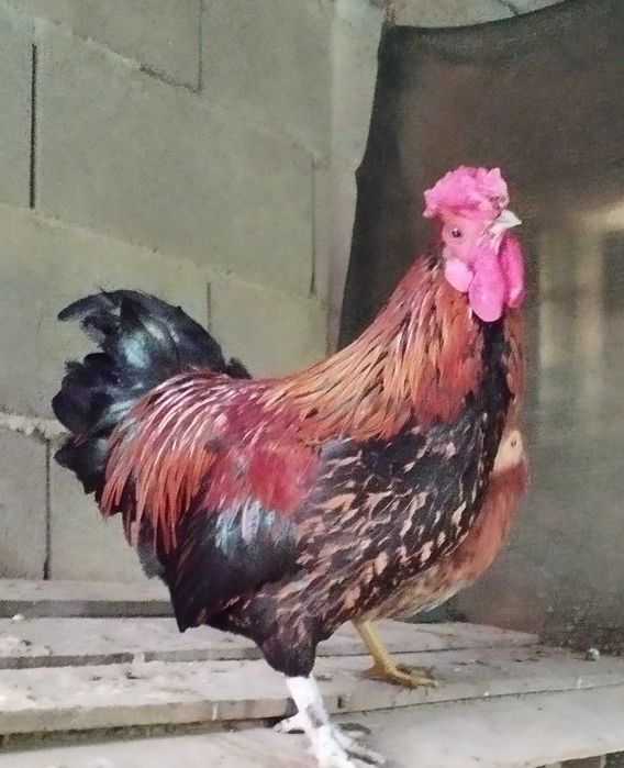 Garnizos com menos de 1 ano