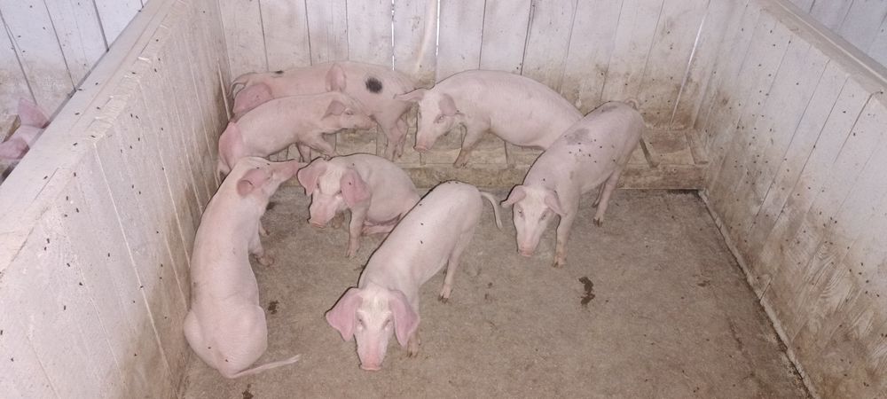 Продам поросята самовивіз або доставка