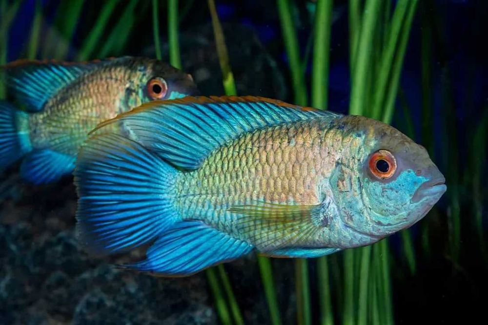 Akara błękitna electric blue Barracuda Dębica