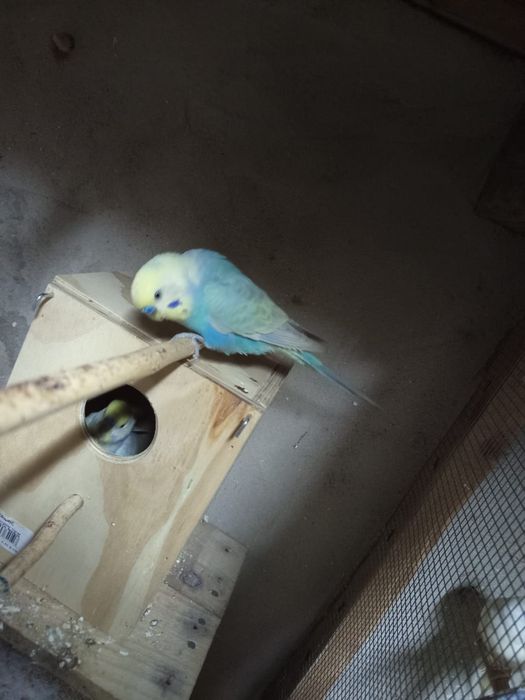 Periquitos várias mutações