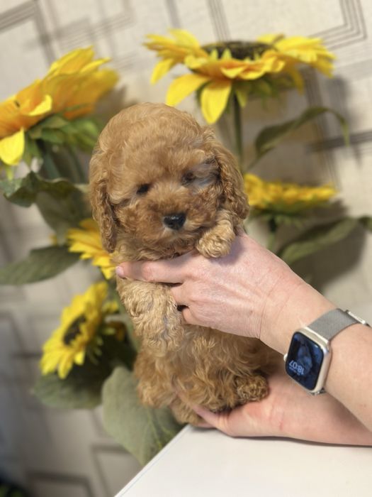 Мальтипу ф1 девочка