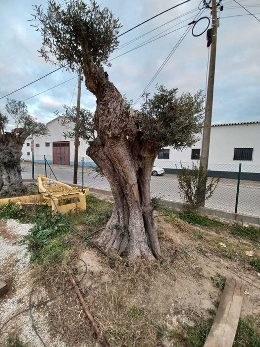 Oliveira Centenária Bonsai »»» must-have for landscape architecture!