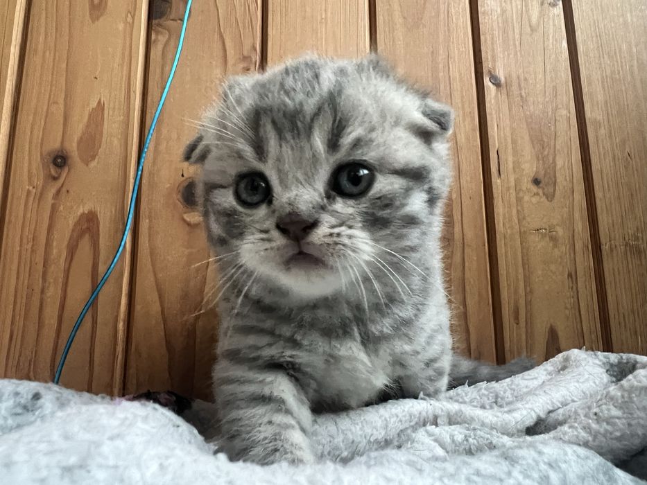 Шотланські кошенята