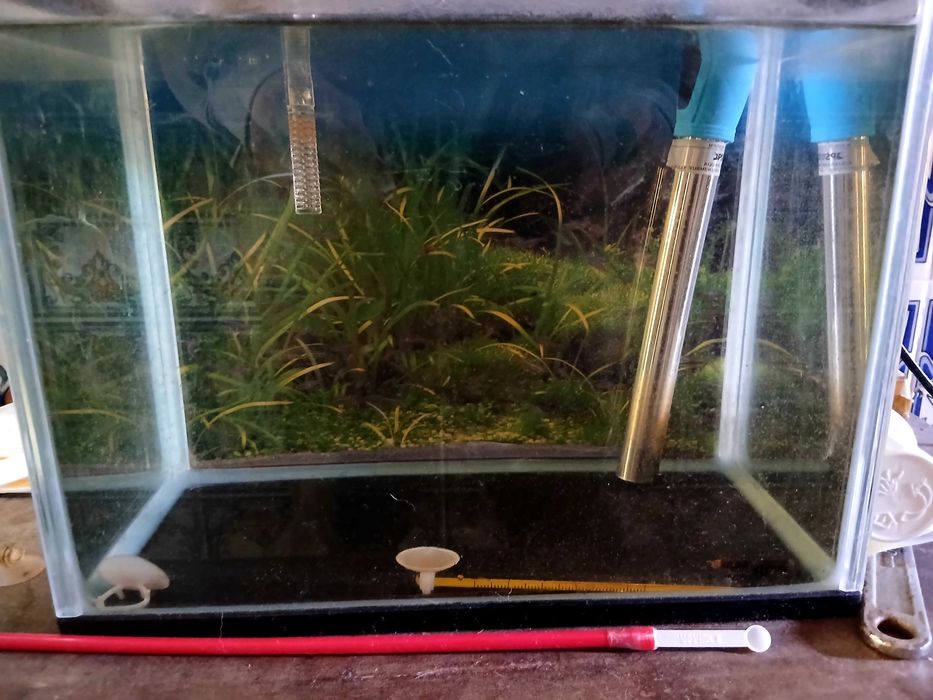 Troco aquario de 14l por alguns guppys