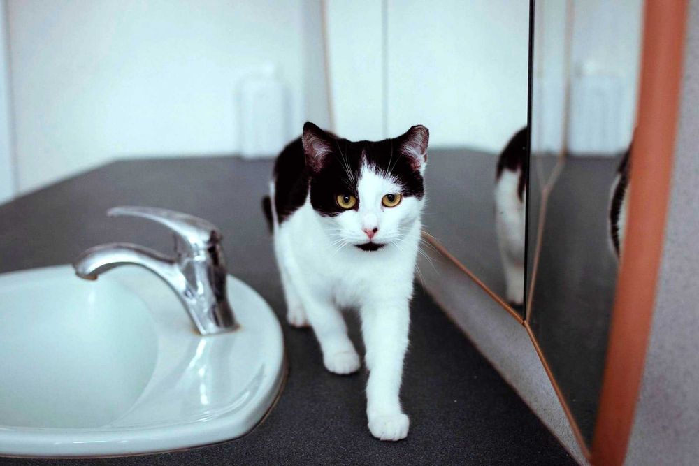 Cynka kotka do adopcji czarno biała ze schroniska śliczna kot malutka