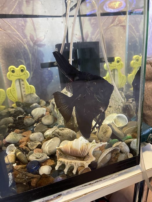 Аквариум рыбка скалярия