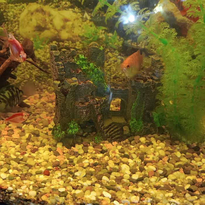 Аквариум 120 л совсем необходимым