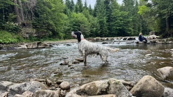 English  setter / Rose del Wind