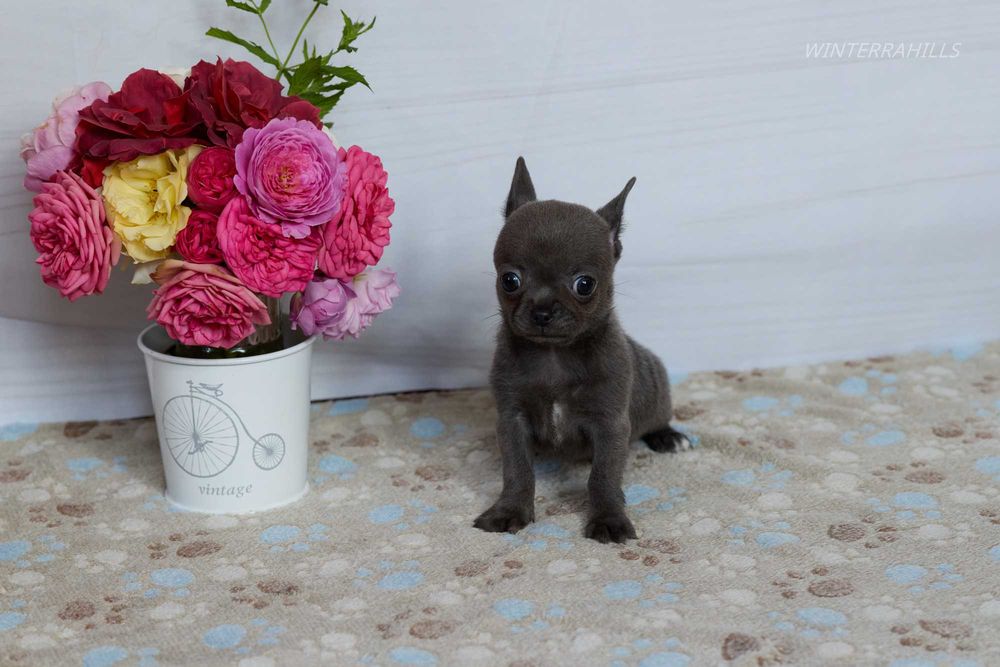 Blue smoothcoat female Chihuahua ~ Чіхуахуа КСУ