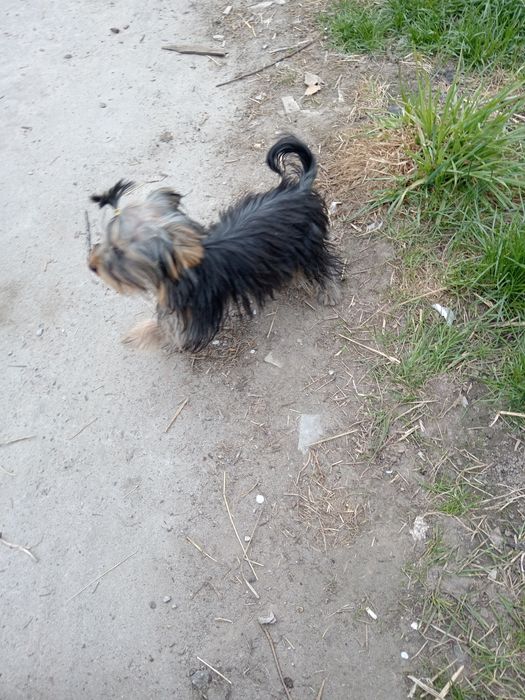 Гарненька чистопородна дівчинка, КСУ.