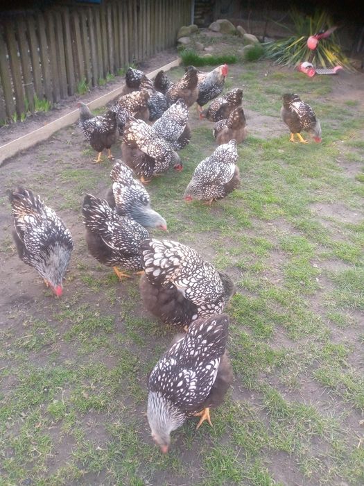 Яйця інкубаційні кури віандот біле золото