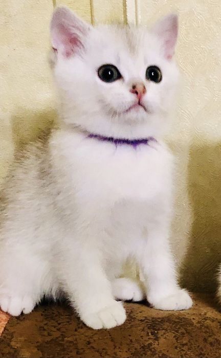 Хлопчик. 2 мімяці.Срібляста шиншилла. Купити в Київі в Україні.