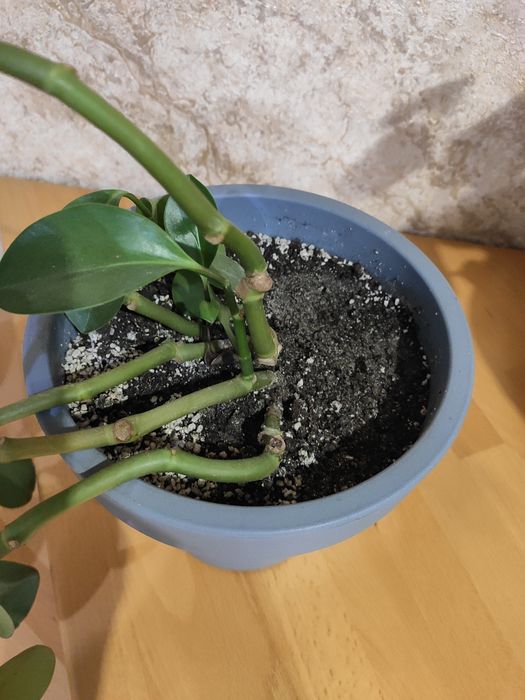 Кімнатні квіти паперомія