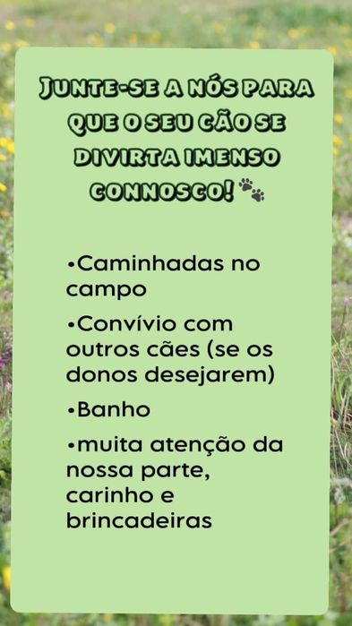 Serviço pet sitting , estadia e vamos a sua casa passear o seu cão