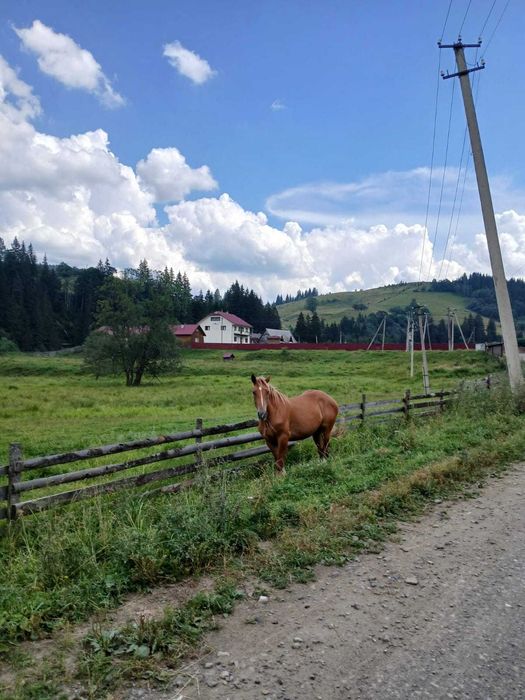 Продам коня кобилу молоді новоолександрійці спокійні 4-4 роки