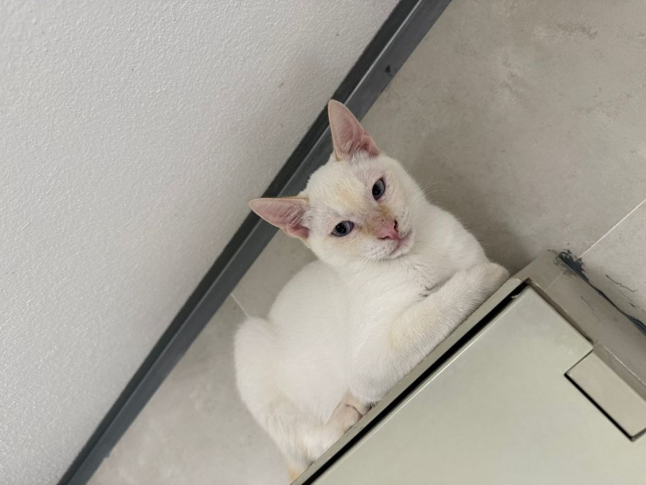 Fabrício, para adoção