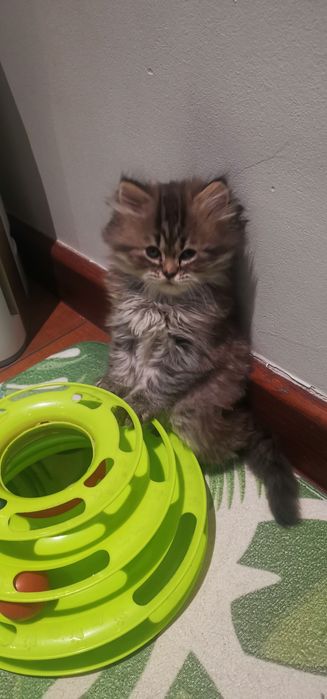 Kocurek Brytyski długowłosy FPL