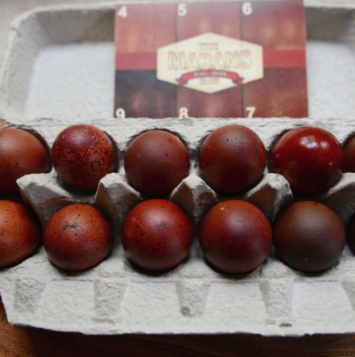 Najwyższej jakości świeże 100% jaja lęgowe Marans - Dark shell Wysyłka