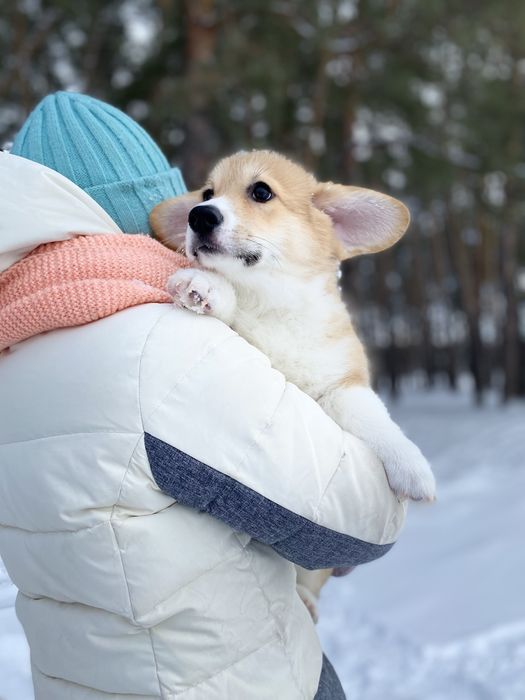 Малюки Вельш Корг