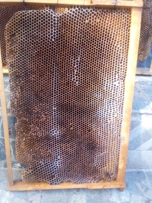 Суш пчелиная темная и белая