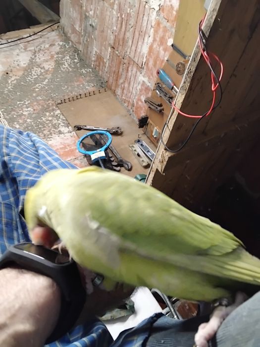 ring neck criado a mãos