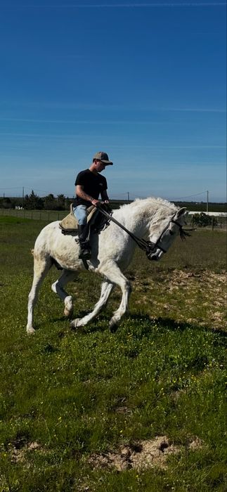 Cavalo capado 12 anos