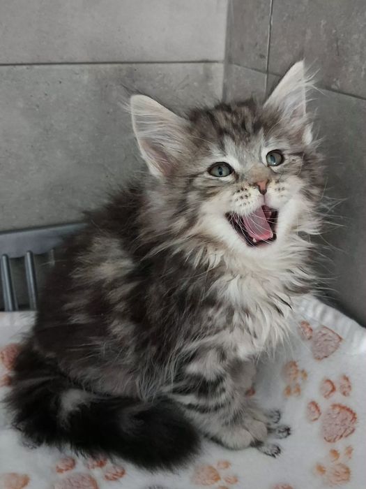 Gatinho  Bosques da Noruega com lop