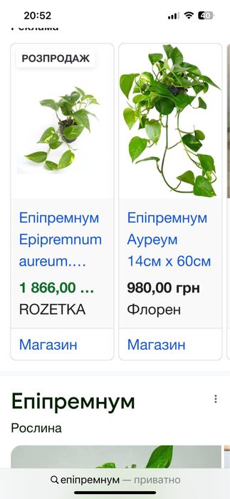 Вазон, кімнатна рослина епіпремнум 190 см
