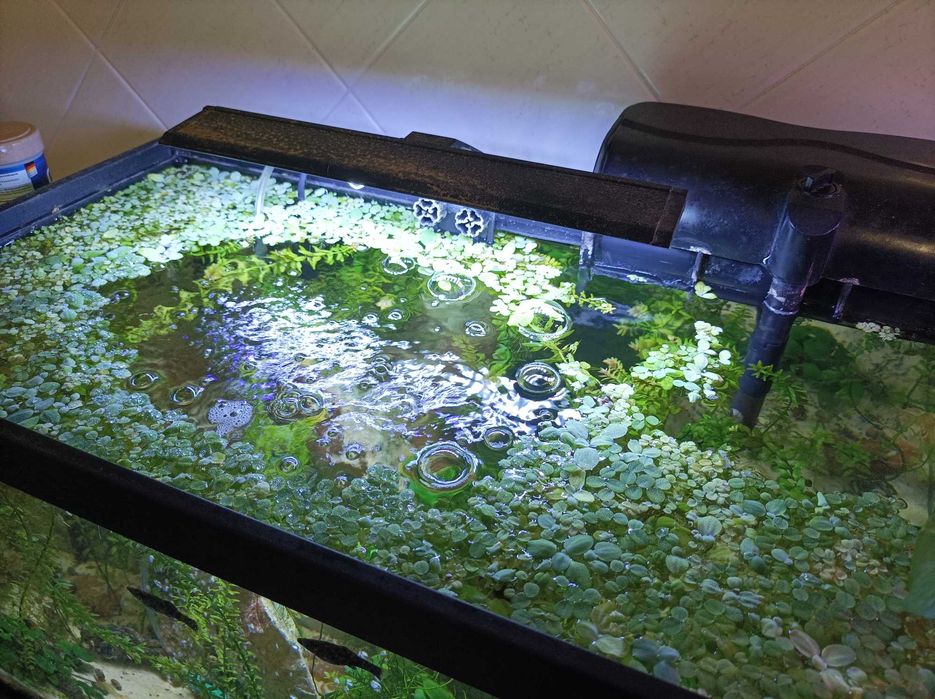 Molly's e plantas de aquário  e caracóis para troca!