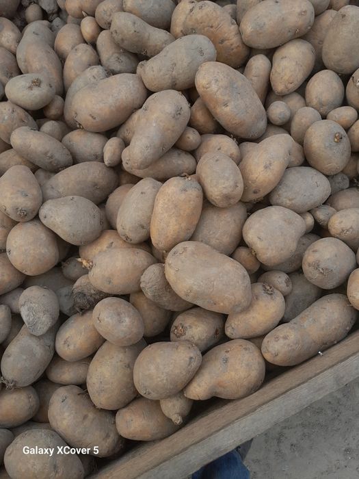 Oddam za darmo ziemniaki luzem