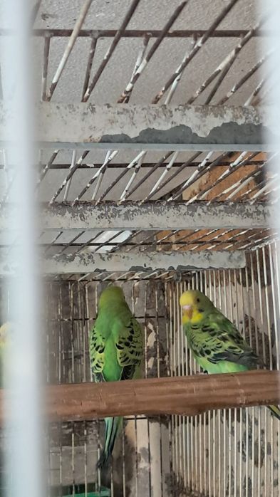 Lote de periquitos