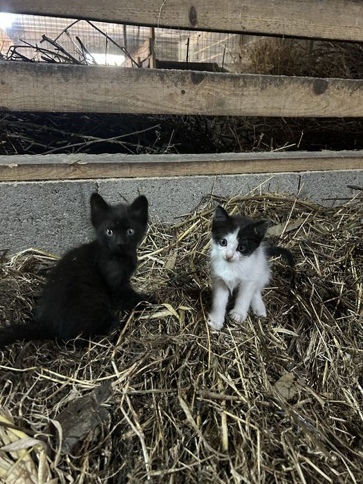 Gatinhos para dar