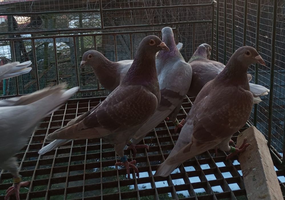 Sprzedam gołębie pocztowe