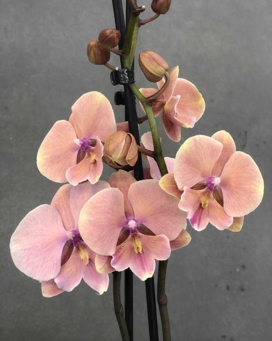 Биг Лип "Поцелуй" орхидея дешево 500 грн