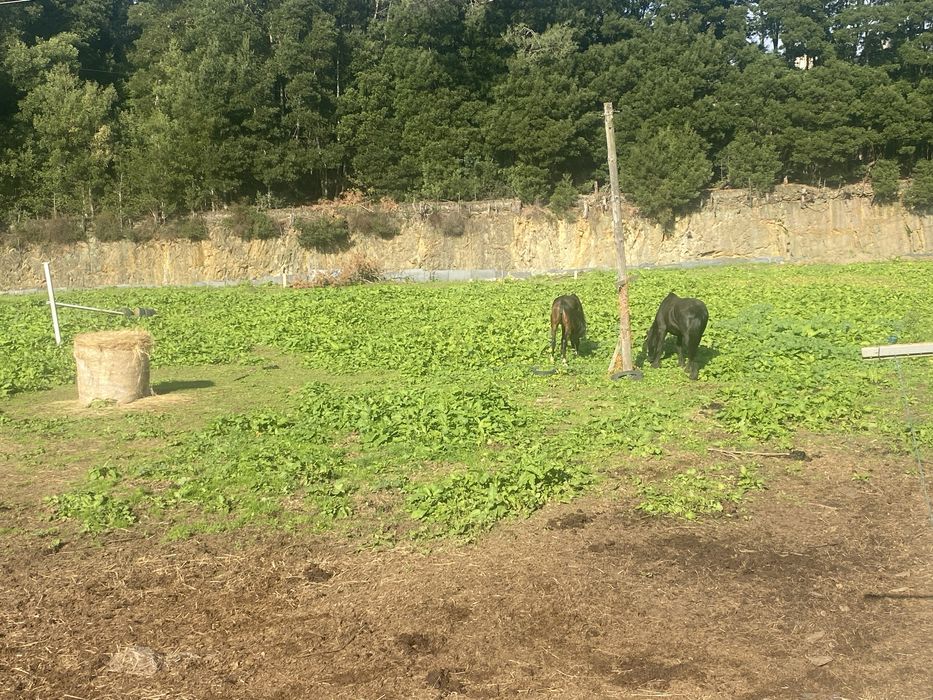Cavalos a Penso ou Pasto - Vila Nova de Gaia