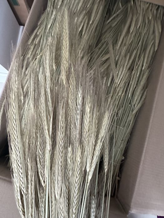 Колоски Пшениці натуральні, можливий опт, Жито, Ячмінь, Льон