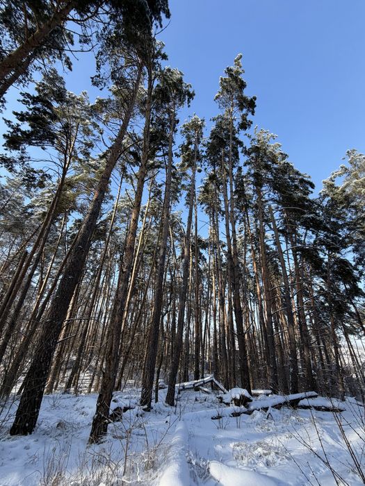 Ділянка у сосновому лісі 10-20 соток с. Ходосівка Новообухівська траса