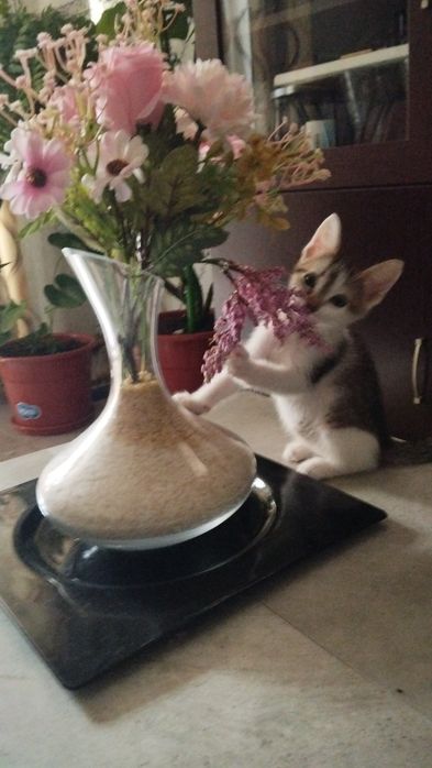 Gatinhos paser  se doado