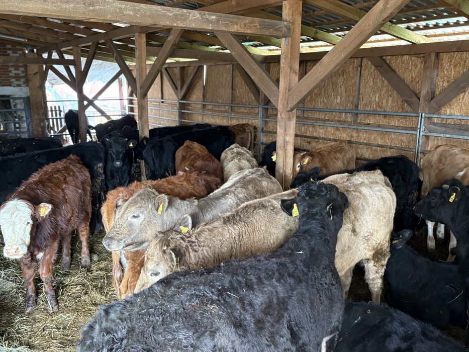 Jalowki odsady poleca