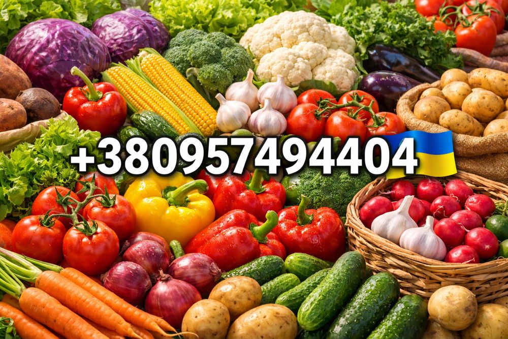 Продам ОВОЩИ оптом от производителя напрямую