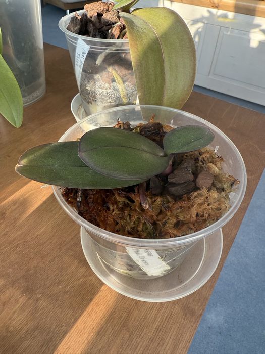 Орхідея підліток Unicorn (єдиноріг) з квітконосом