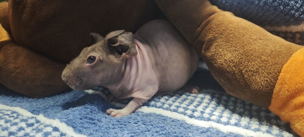 Sprzedam świnkę morską rasy skonny