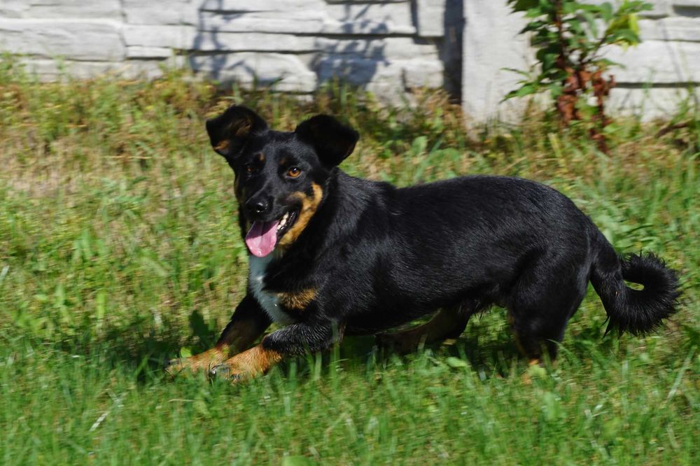 SAIF - mały psiak, całe życie w schronisku