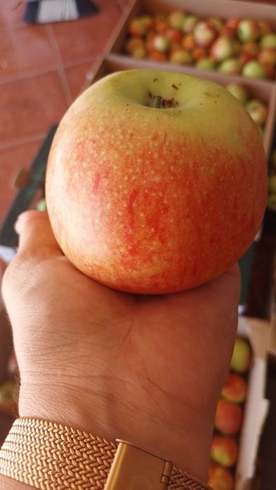 Maça Fuji biológica, sem qualquer fitoterapêutico