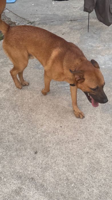 Cães de Guarda para adoção