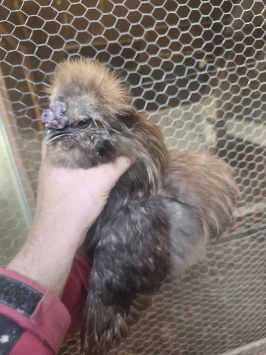 Kury rosy kury silki kury araukany naturalne ekologiczne kury