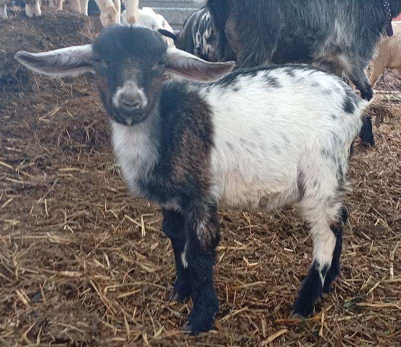 Камеруно-нубійскій козлик