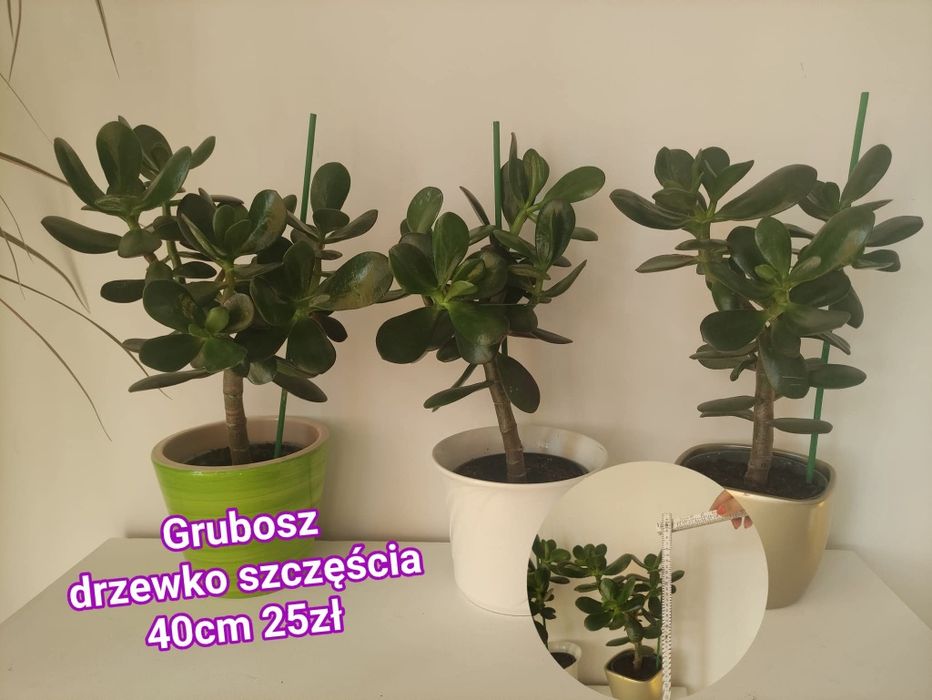 Drzewka szczęścia - Kwiaty  domowe