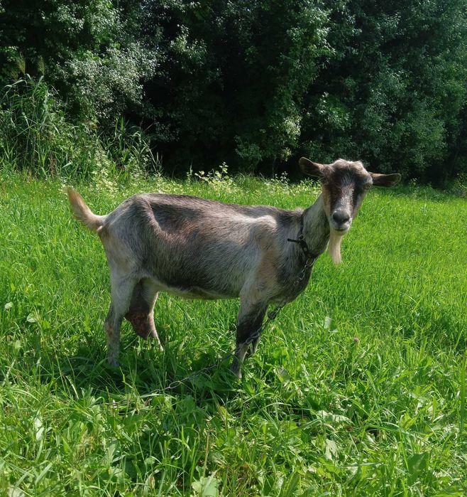 Продам дійних коз