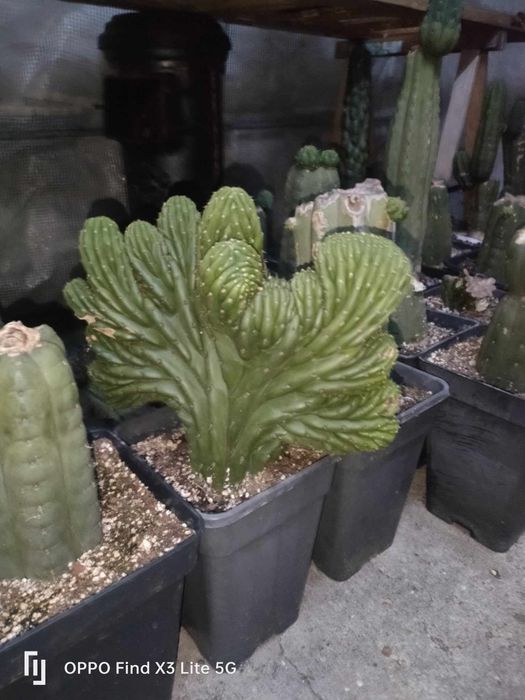 Cactos San Pedro. "cristata" cactos sagrados/sacred cactus)